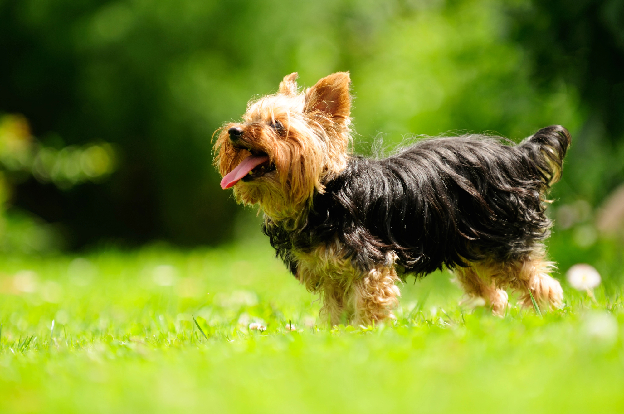 Nega za pasmo Yorkshire Terrier in njegova dlaka